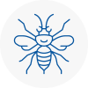 Bexhill On Sea Hornet Nest Removals