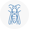 Bexhill On Sea Wasp Nest Removal